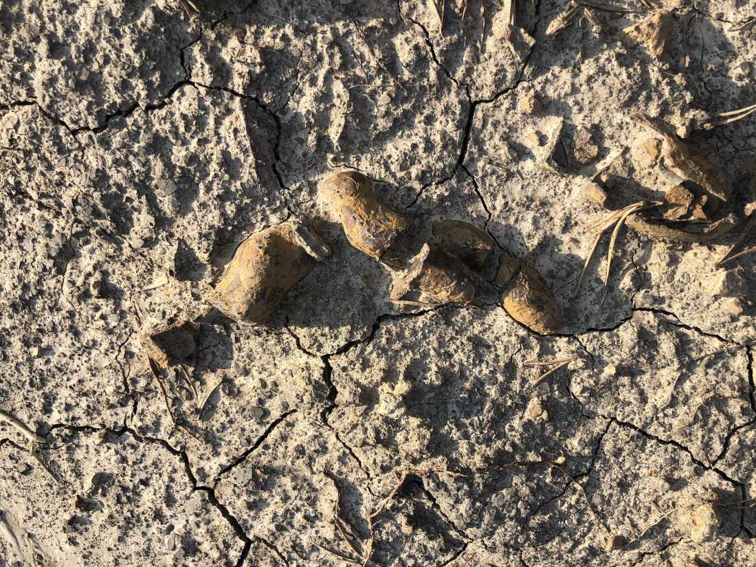 Esta foto mostra coprólitos incrustados no que parece ser lama seca e rachada. Os coprólitos são marrons e têm formato de cilindros curtos e grossos.