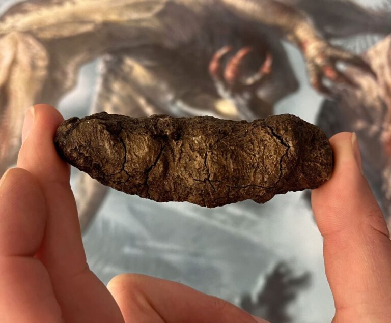 Esta foto mostra um espécime de excremento fossilizado sendo segurado entre dois dedos humanos. O espécime é marrom e de formato um tanto cilíndrico.