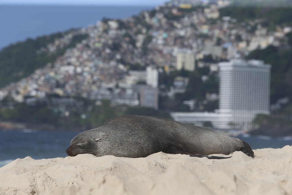 Lobo-marinho que recebeu o apelido de Joca apareceu na Praia de Ipanema, Zona Sul do Rio de Janeiro, em dezembro — Foto: Fabiano Rocha / Agência O Globo