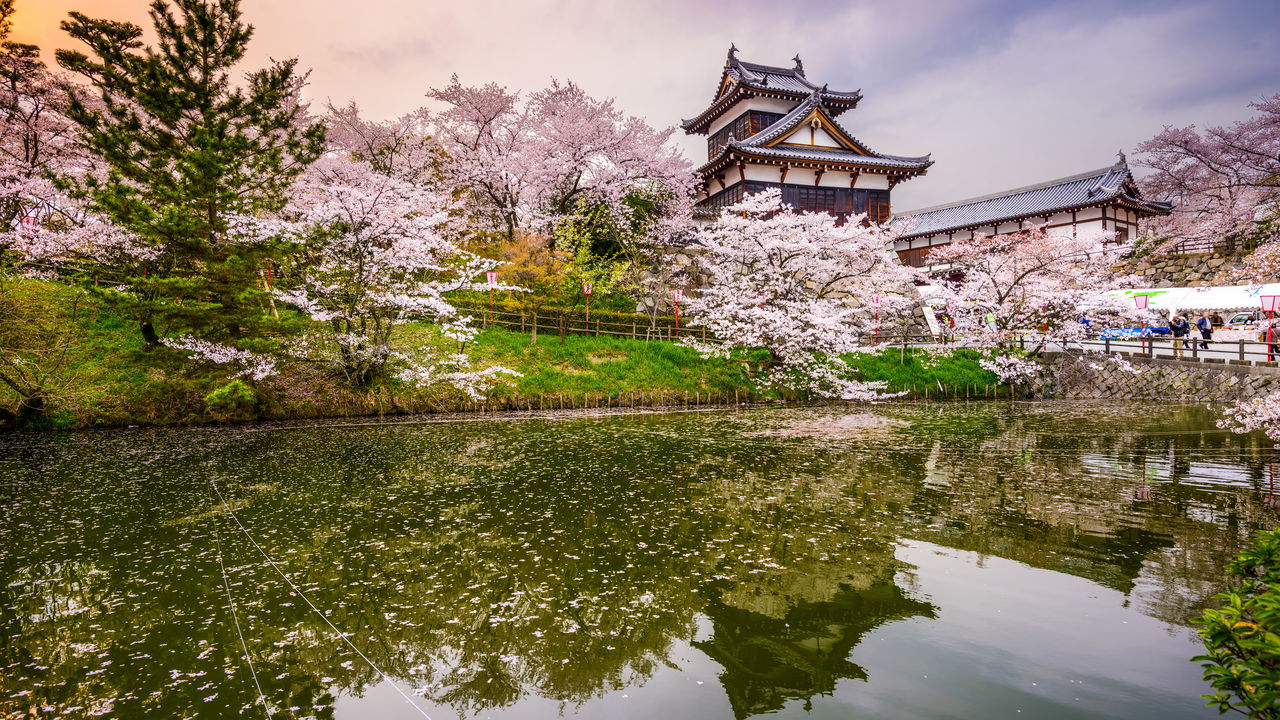 Conheça Nara: Uma Viagem no Tempo pela História do Japão