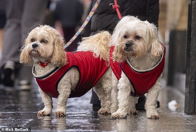 Animais de estimação que usam casacos recebem proteção extra contra o mau tempo em Glasgow